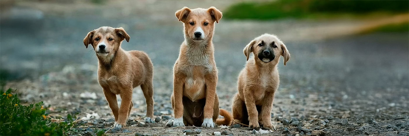 three dogs looking at the camera