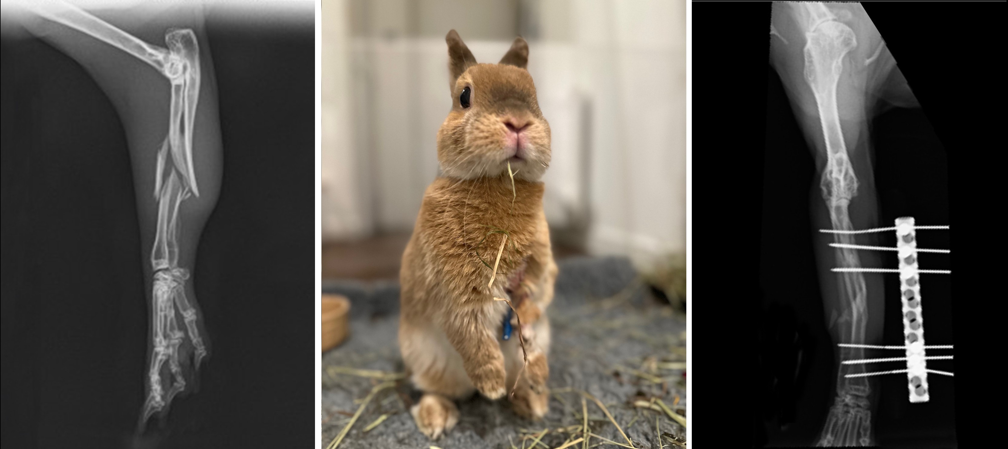 Lab Rabbit Legs Advanced surgery saves rabbit’s shattered leg | The Royal (Dick) School ...