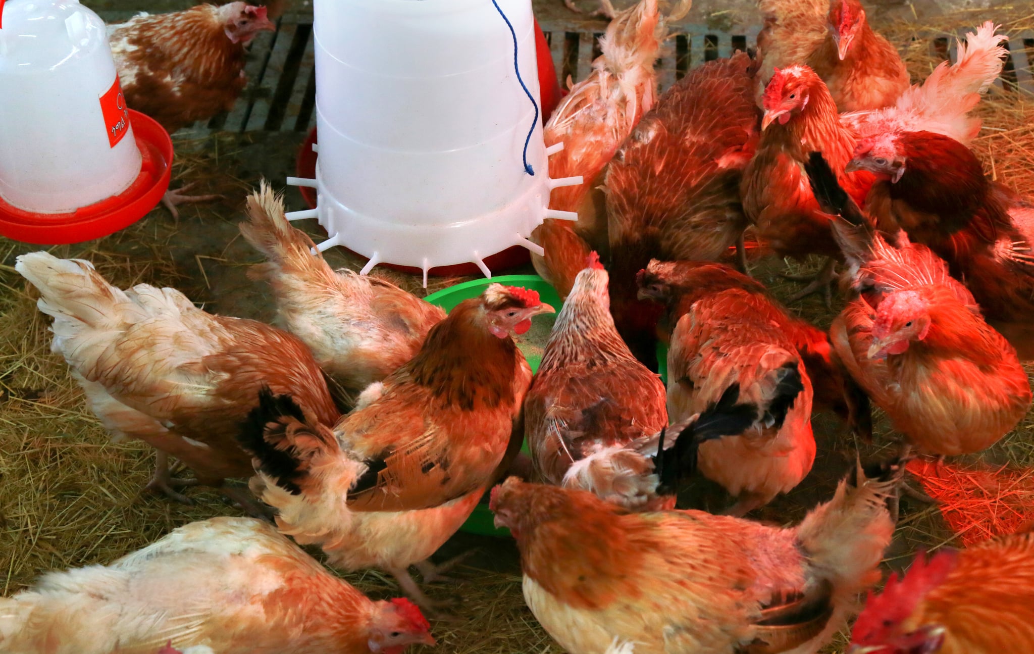 Feather insights could curb spread of poultry virus | The Roslin Institute