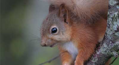 Red squirrel