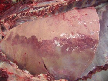 Ovine pulmonary adenocarcinoma