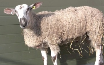 Yearling ram