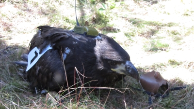 A sea eagle chick