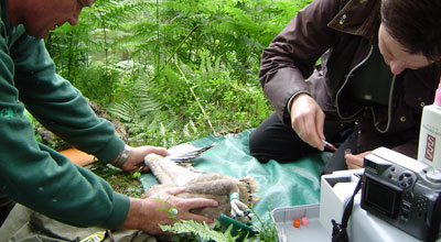 vets with osprey