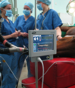 A horse under anaesthetic