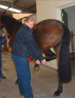 Horse flexion test.