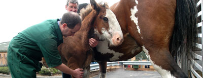 A vet holds the neck and front leg of a foal standing beside a larger horse