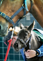 A dark brown foal below by the neck of a larger bay horse