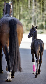 A foal and horse walking together and seen from behind. The foal has a pink cast on its front left leg