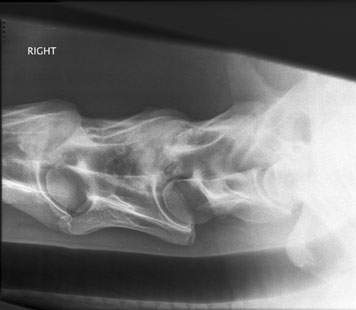 Radiograph