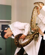 Three vet students examinaing a Burmese Python