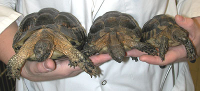 Three Spur thighed tortoises