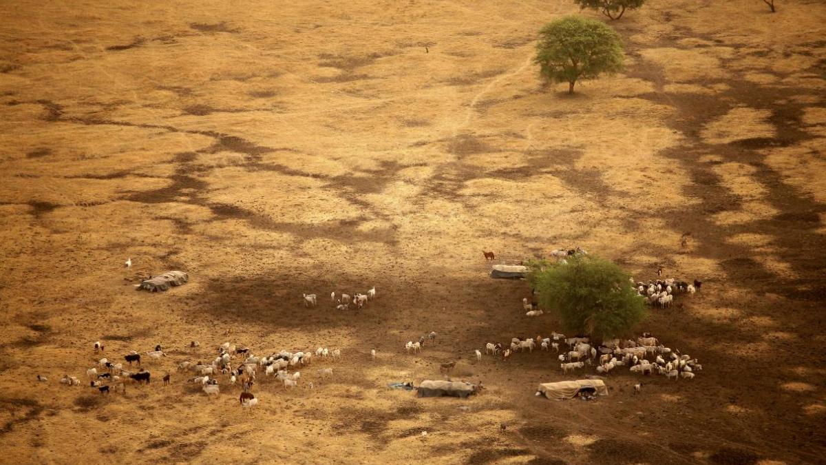 Drone view of cattle grazing