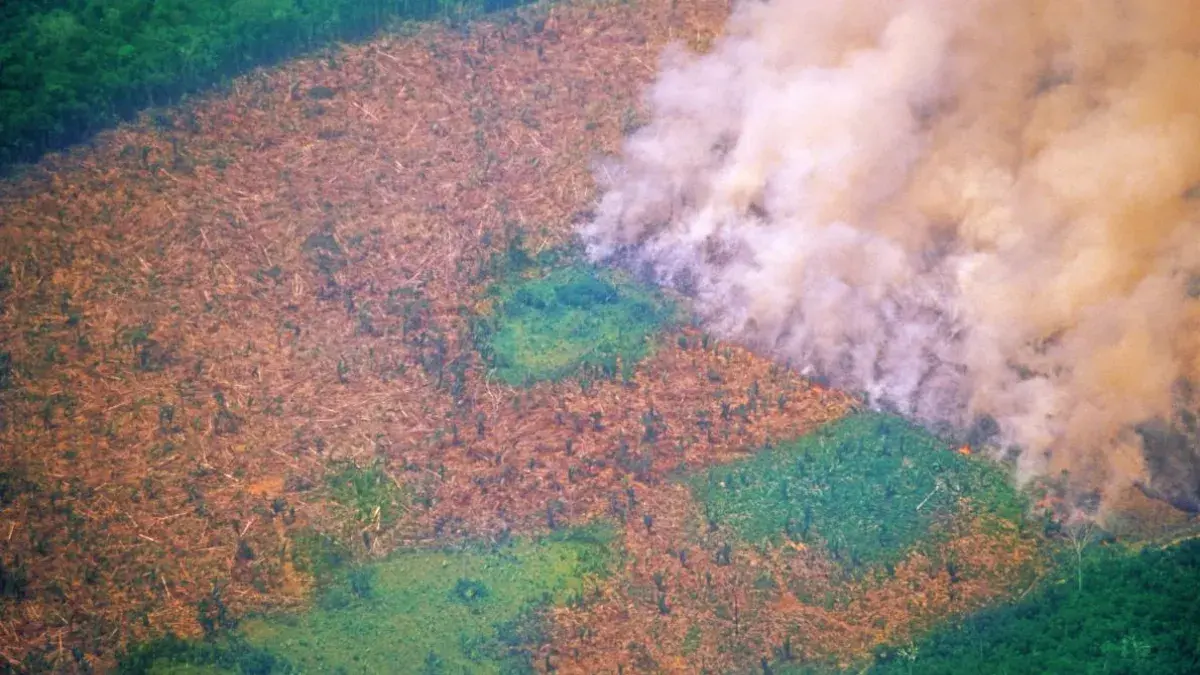 Drone view of forest that has been logged and also has a section burning with lots of smoke