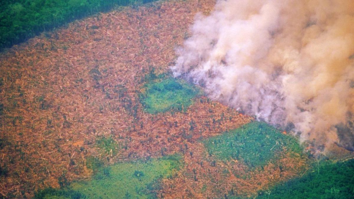 Drone view of forest that has been logged and also has a section burning with lots of smoke