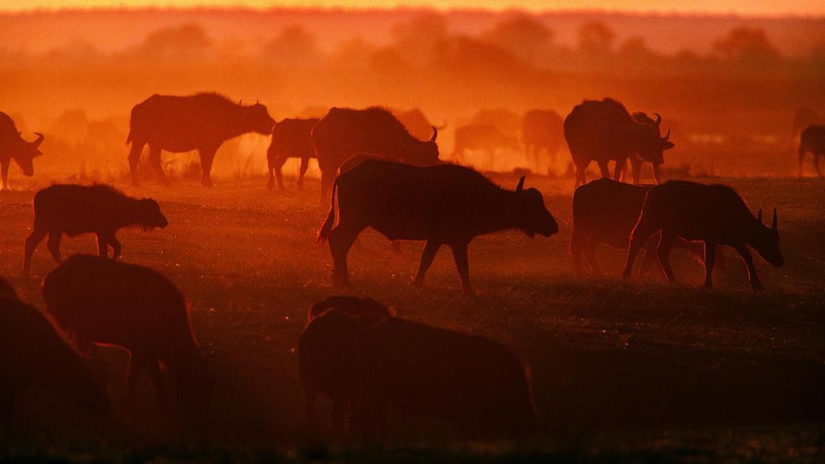  Cattle walk across a field during sunset