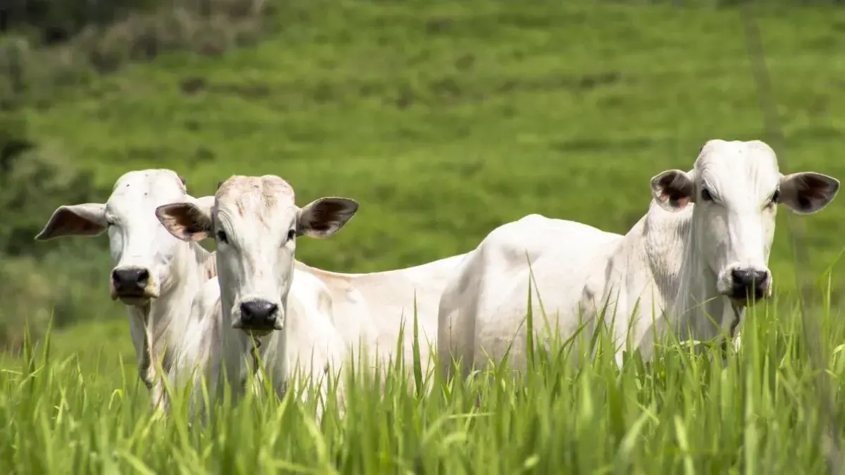 white cows stood in tall grass and looking to camera