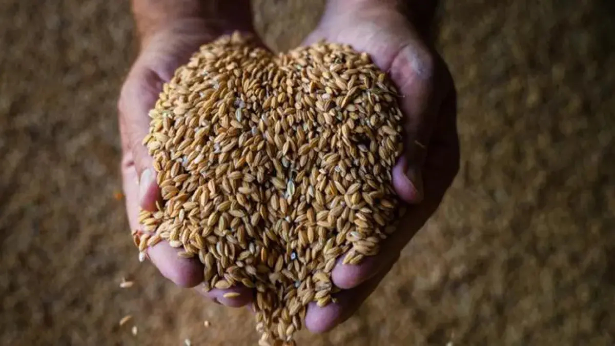 Hands holding grain decorative image