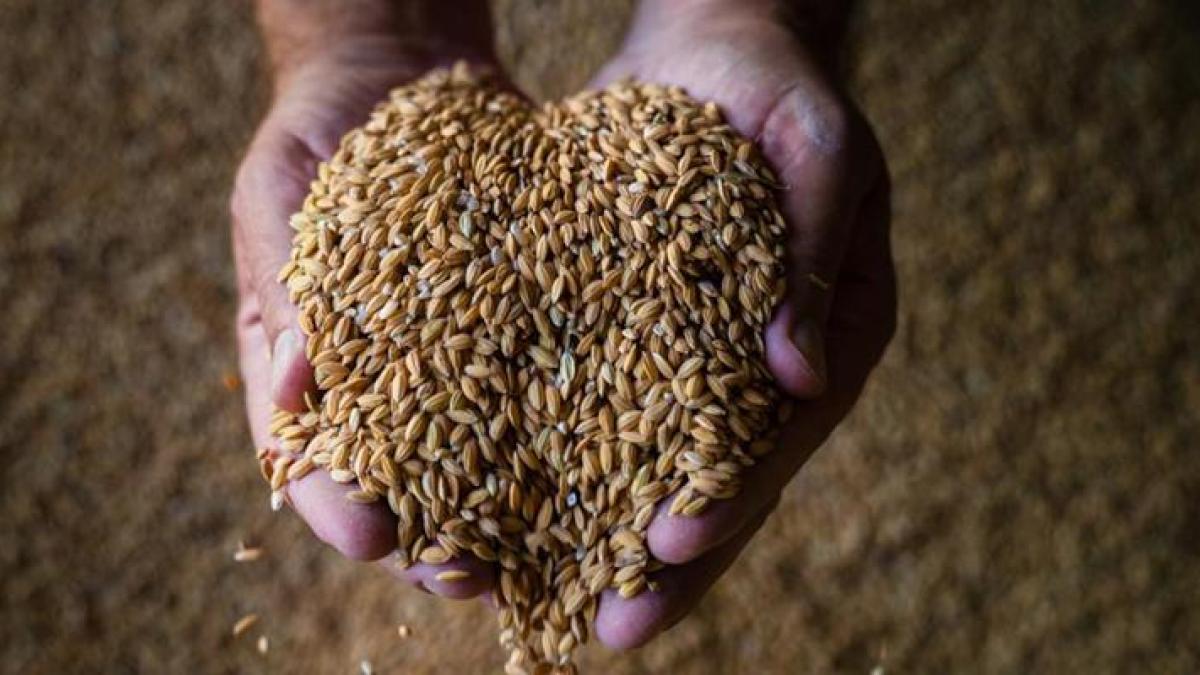 Hands holding grain decorative image