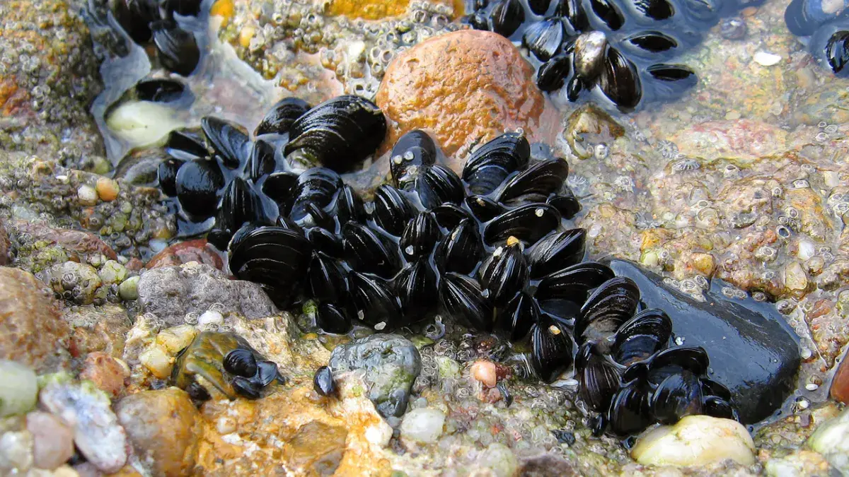 blue mussel