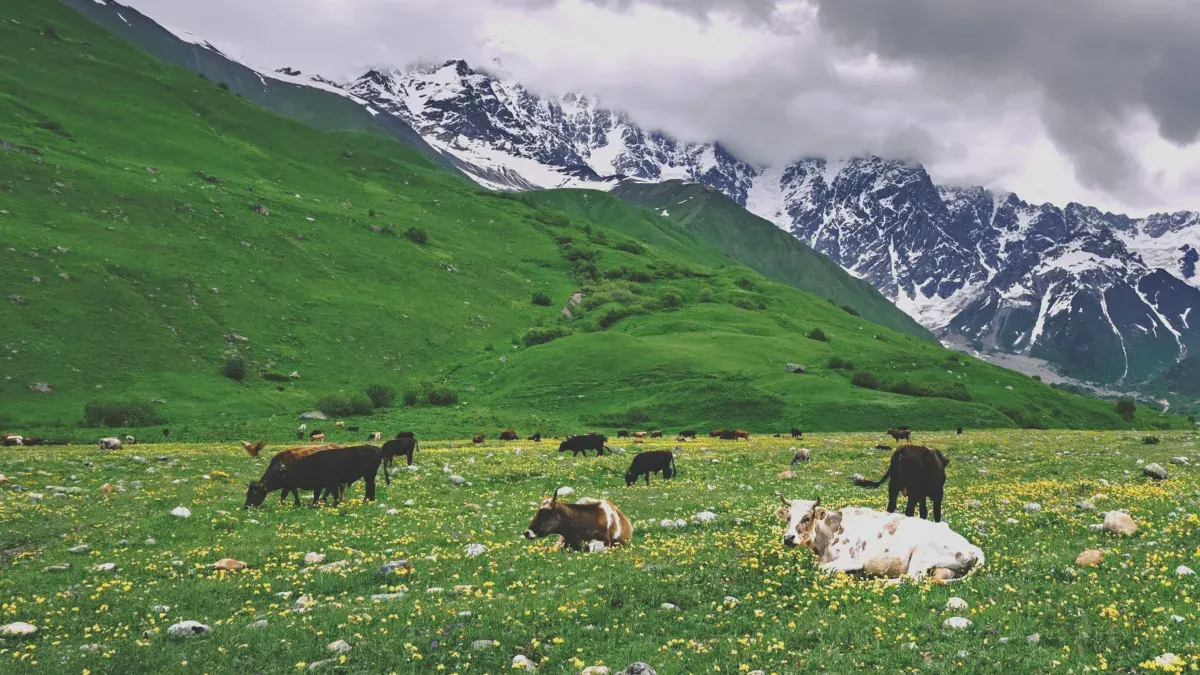 Cows in an upland pasture with mountains beyond