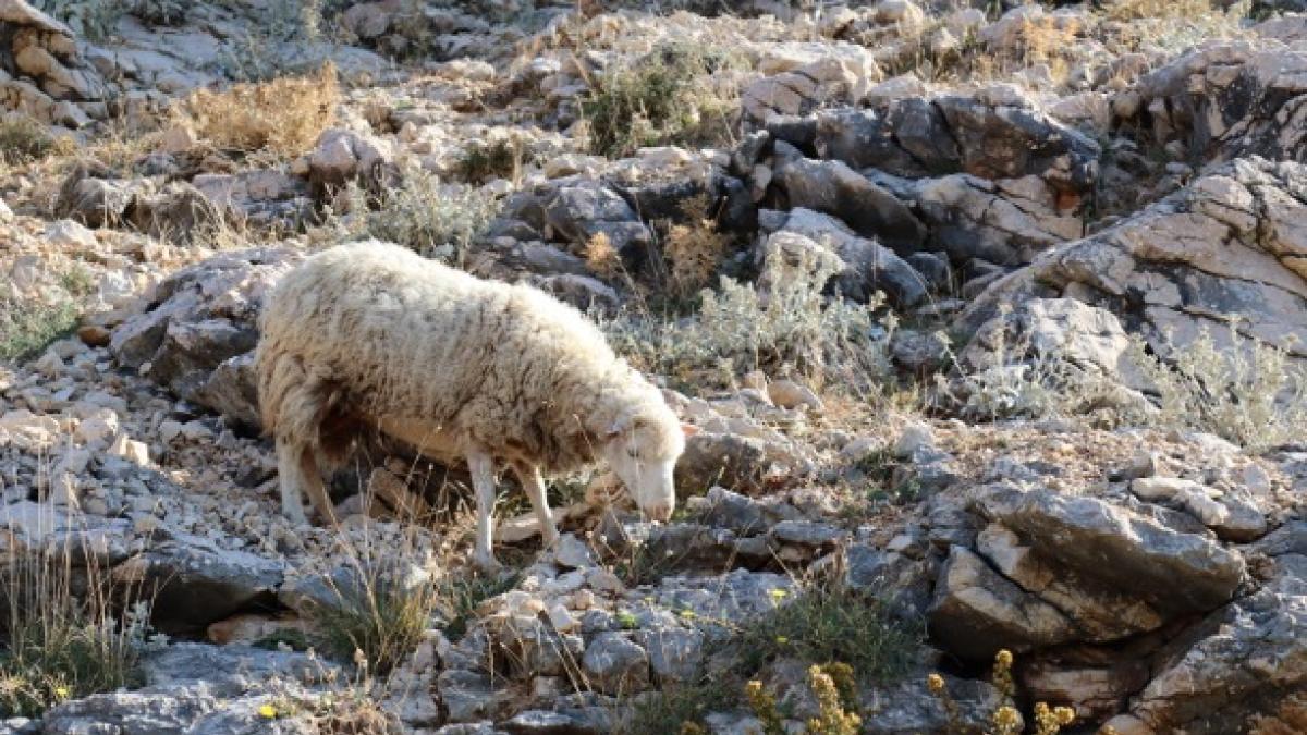 Sheep grazing in rocky pasture