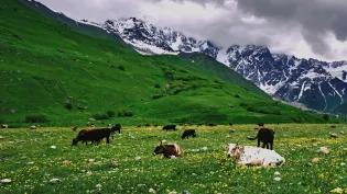 Cows in an upland pasture with mountains beyond