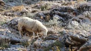 Sheep grazing in rocky pasture