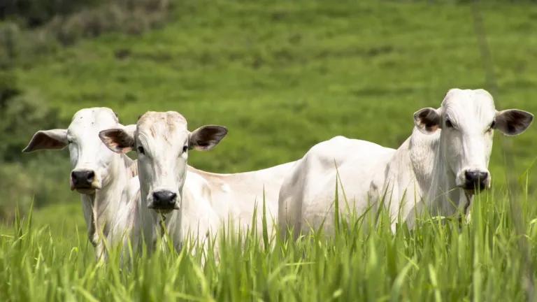 white cows stood in tall grass and looking to camera