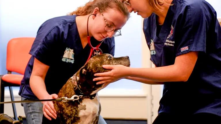 heartwarming moment of two veterinary students in dark blue scrubs providing care to a brindle and white dog