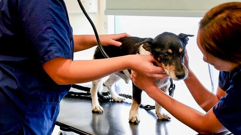 a dog called Scamp being examined by two vets