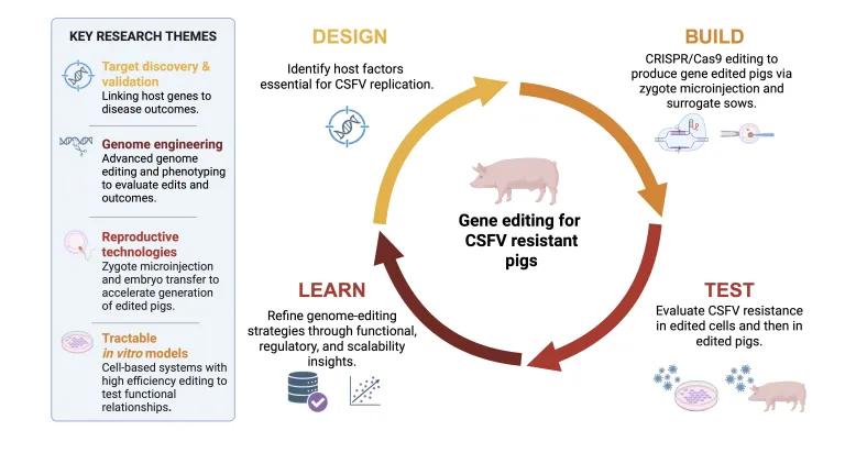 Development and assessment of CSFV-resistant pigs using the Design–Build–Test–Learn (DBTL) cycle (created with BioRender).