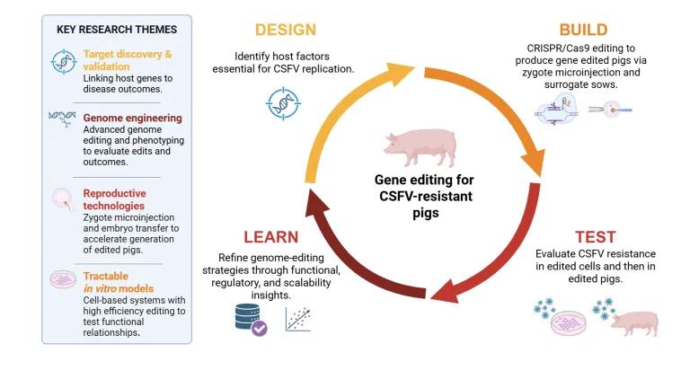 CSFV resistant pigs
