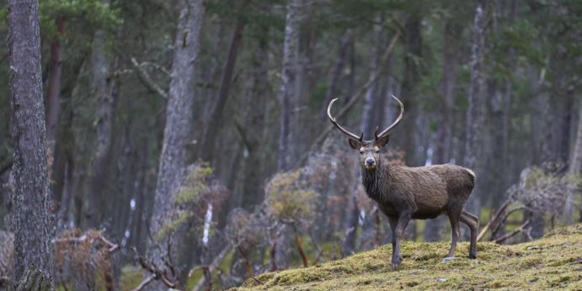 Red Deer stag standing amongst trees in a pine woodland in the highlands of Scotland, United Kingdom