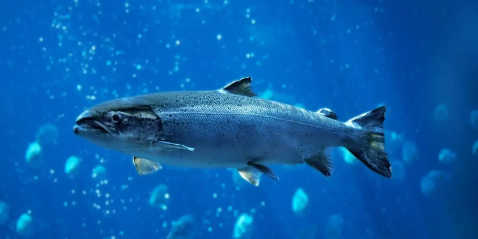 Atlantic salmon