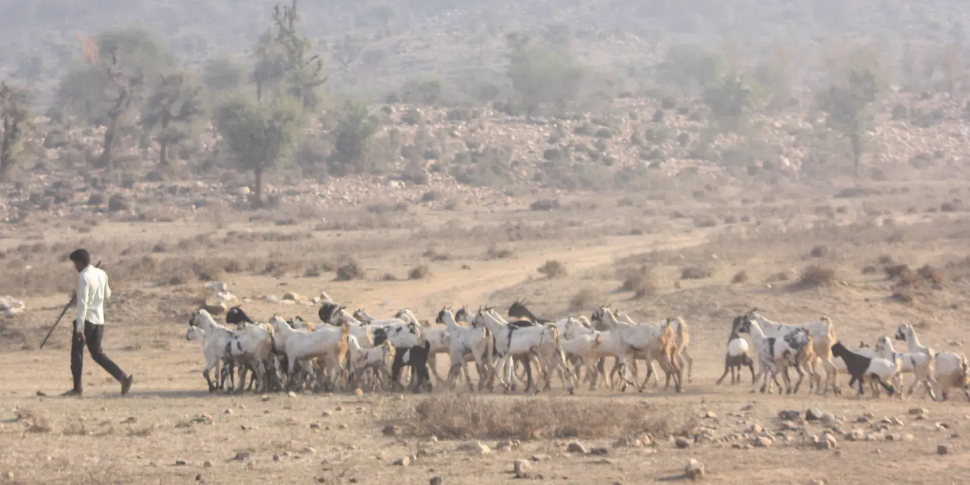 Man herding animals on a sandy and rocky landscape