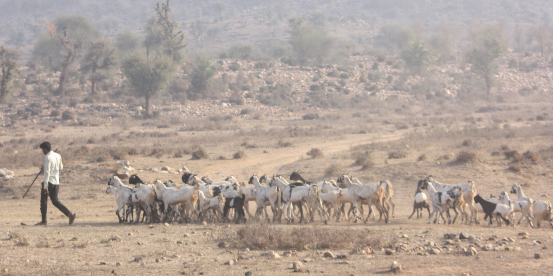 Man herding animals on a sandy and rocky landscape