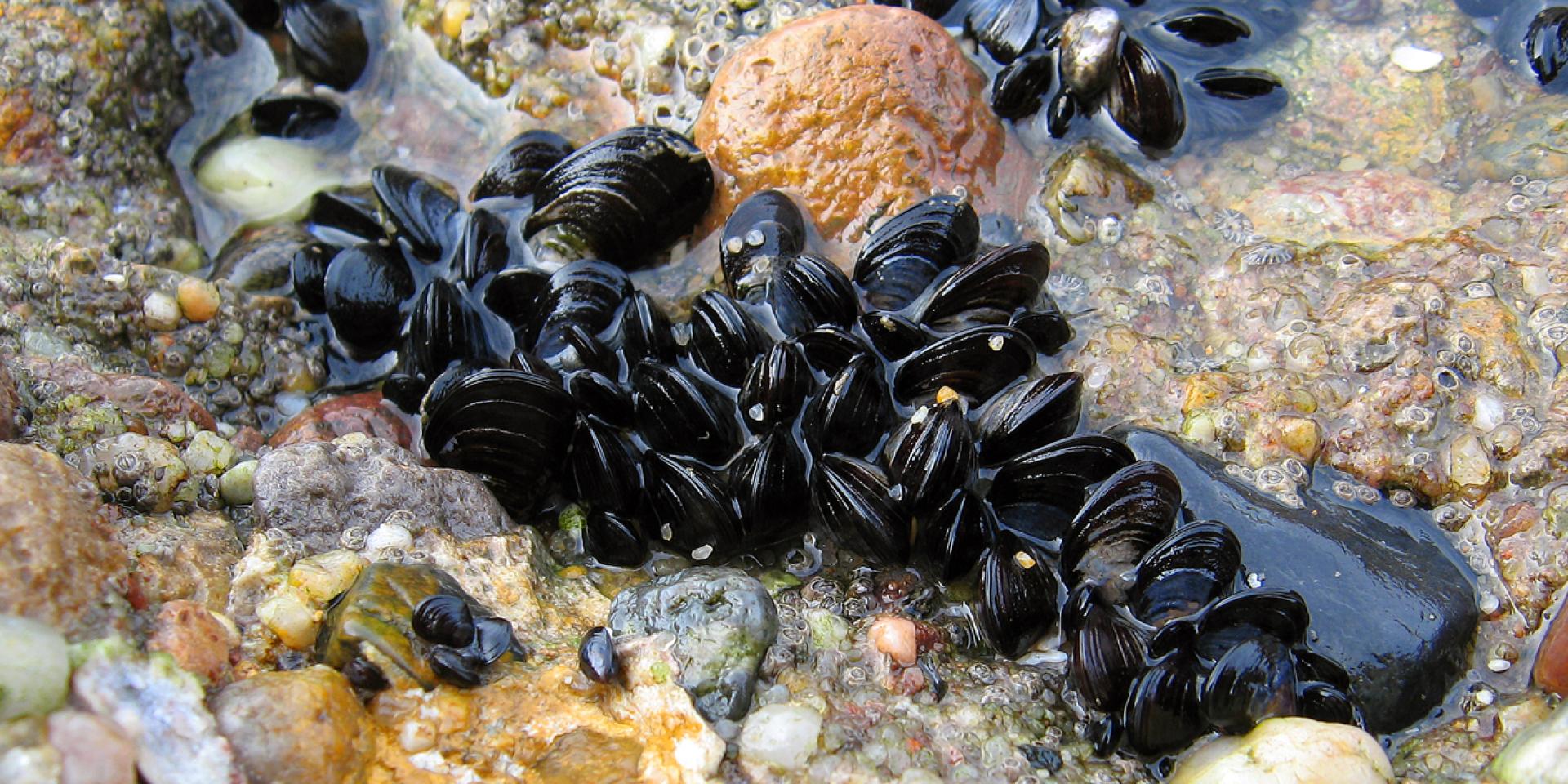 Blue mussels on rocks
