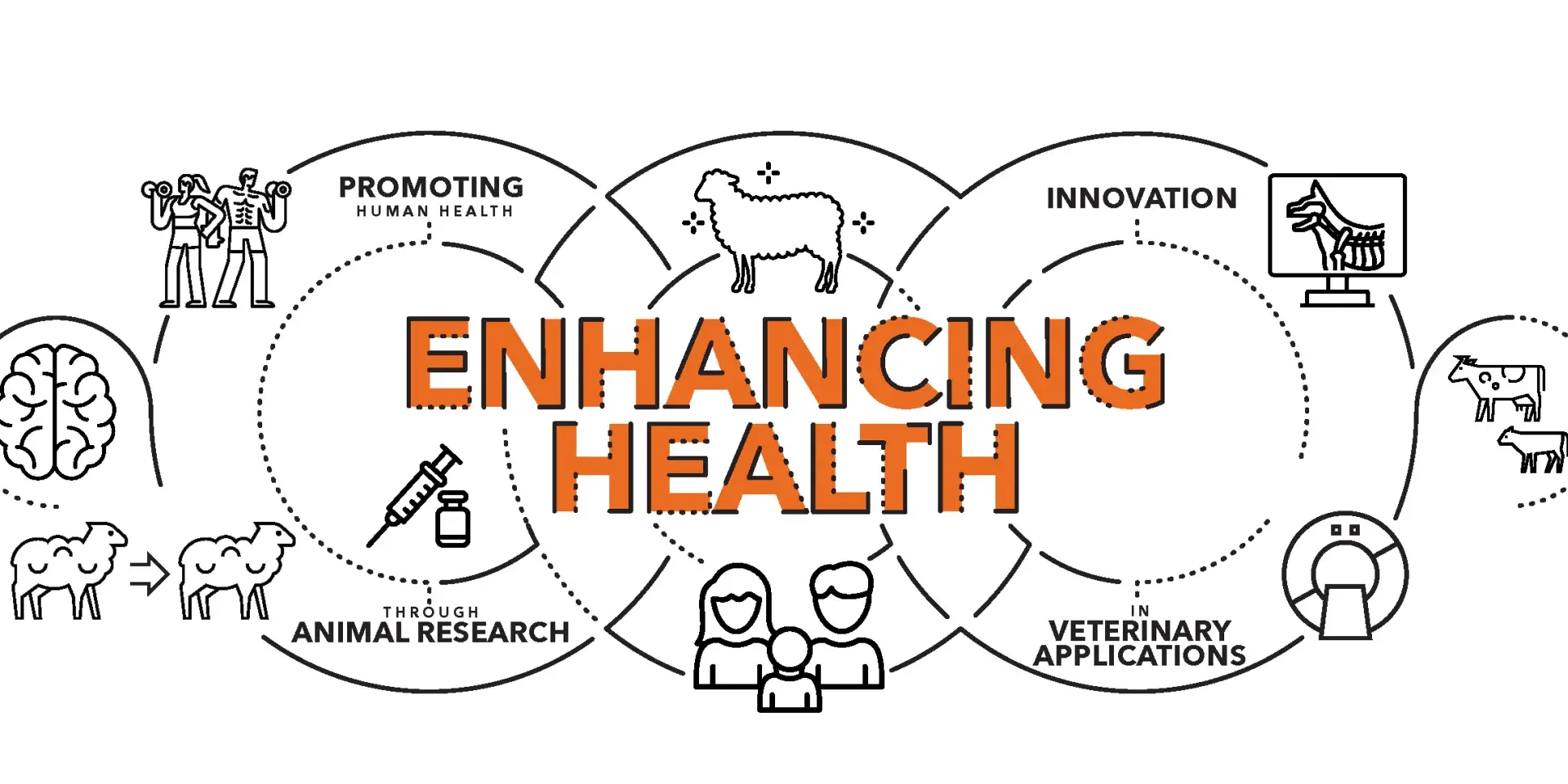 A graphic showing the relationship between promoting human health, animal research, and innovation in veterinary applications