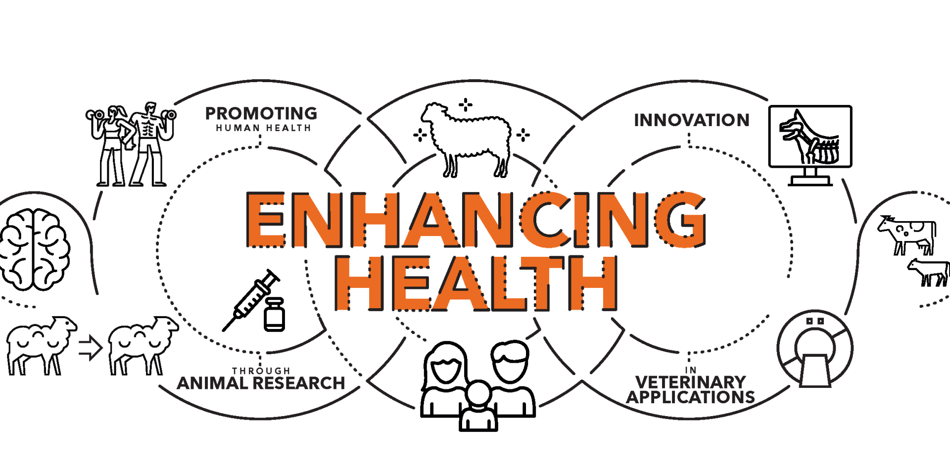 A graphic showing the relationship between promoting human health, animal research, and innovation in veterinary applications