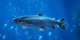 Atlantic salmon