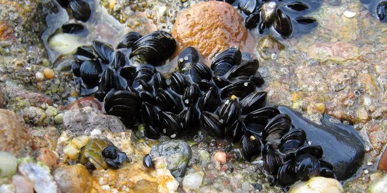 Blue mussels on rocks
