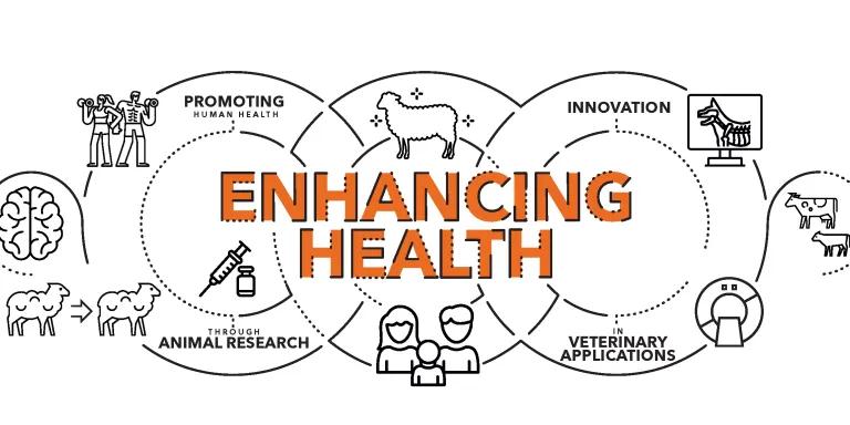 A graphic showing the relationship between promoting human health, animal research, and innovation in veterinary applications