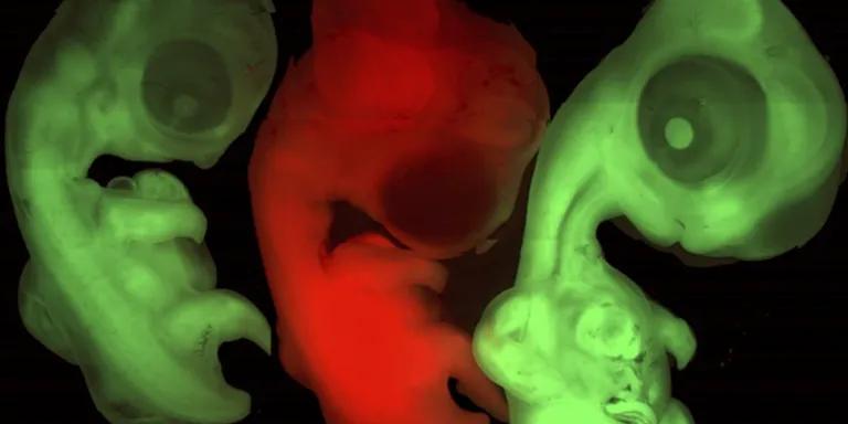 GFP TPZ embryos