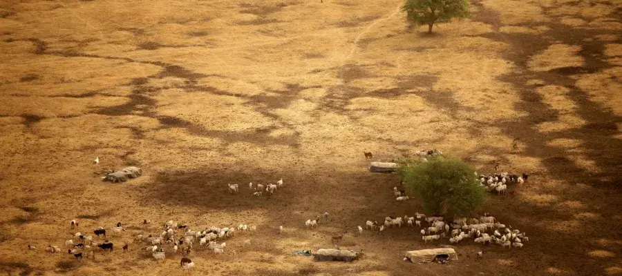Drone view of cattle grazing