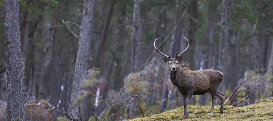 Red Deer stag standing amongst trees in a pine woodland in the highlands of Scotland, United Kingdom
