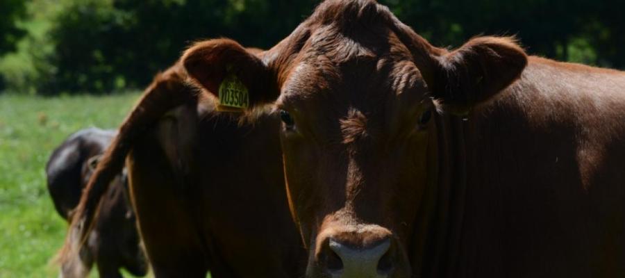 Cattle in field