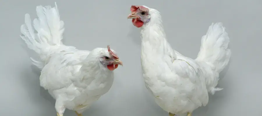 Two Chickens