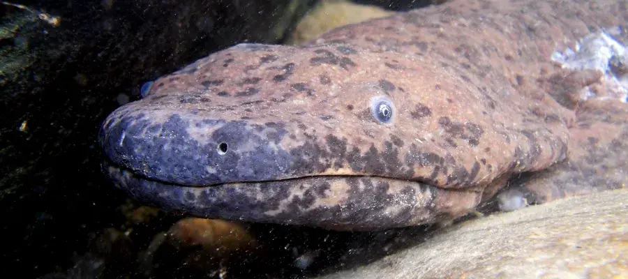 Wild Chinese Giant Salamander