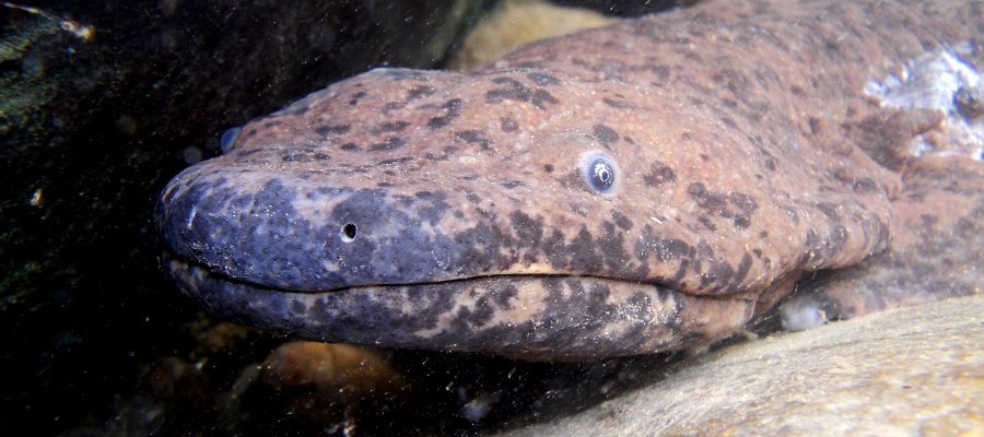 Wild Chinese Giant Salamander